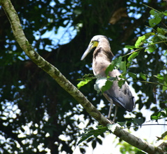 Tigrisoma mexicanum