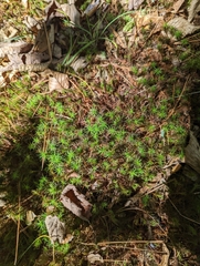 Polytrichum juniperinum