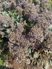 Limonium perezii