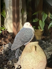 Columba leucomela