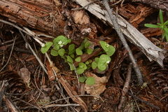Claytonia