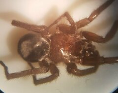 Scotophaeus blackwalli