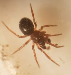 Monocephalus castaneipes