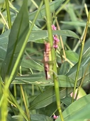 Conocephalus strictus