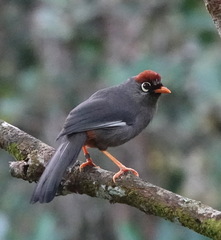 Pterorhinus mitratus