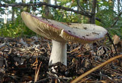 Russula rosacea