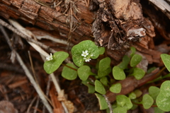 Claytonia