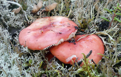 Russula emetica