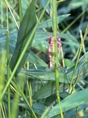 Conocephalus strictus