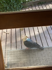 Columba leucomela