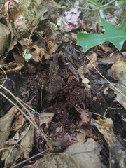Mycena picta