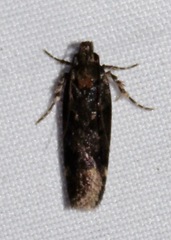 Chionodes formosella