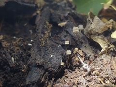 Mycena picta