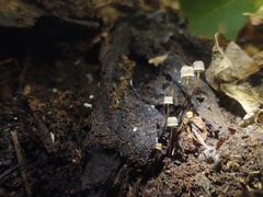 Mycena picta