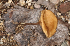 Crepidotus subfulviceps