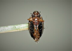 Gyrinus