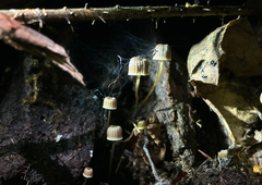 Mycena picta