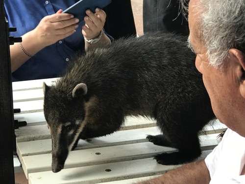 South American Coati