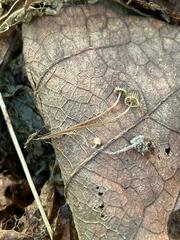 Mycena picta
