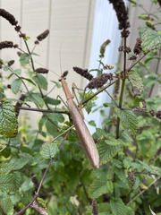 Tenodera angustipennis