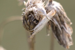 Agriphila vulgivagellus