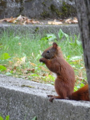 Sciurus vulgaris
