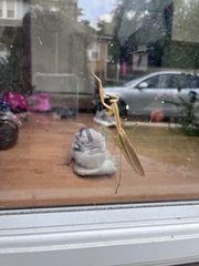 Tenodera angustipennis