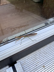 Tenodera angustipennis