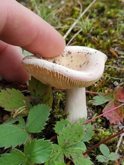 Hebeloma crustuliniforme