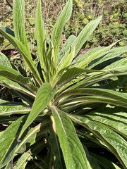 Echium pininana