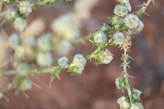 Salsola australis