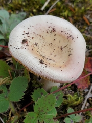 Hebeloma crustuliniforme