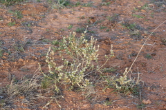 Salsola australis