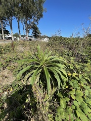Echium pininana