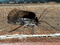 Psocomorpha