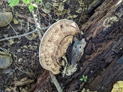 Ganoderma applanatum