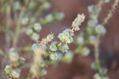 Salsola australis