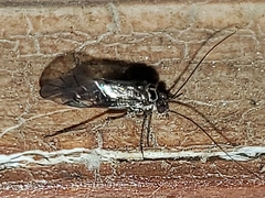 Psocomorpha