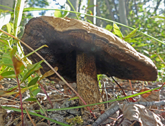 Leccinum insigne