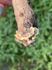 Stereum gausapatum