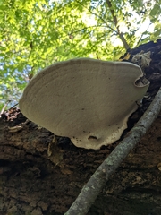Ganoderma applanatum