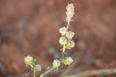 Salsola australis