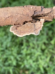 Stereum gausapatum