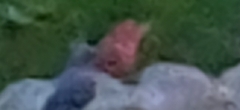 Piranga rubra