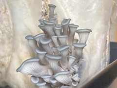 Pleurotus columbinus