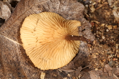 Crepidotus subfulviceps