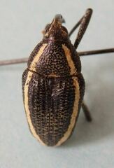 Cholus olivieri