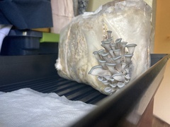 Pleurotus columbinus