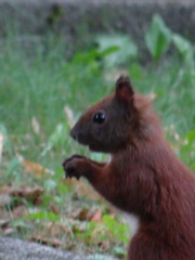 Sciurus vulgaris