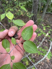 Viburnum prunifolium
